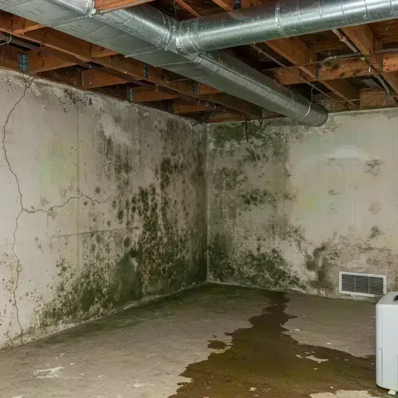 Professional Mold Removal in Caguas, PR